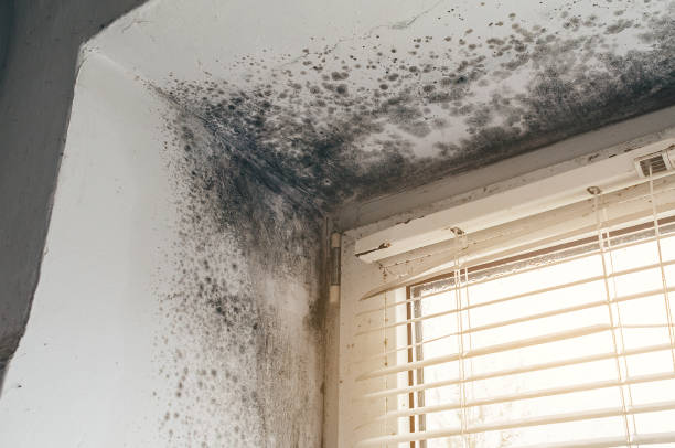 Affordable Attic Mold Remediation solutions in Cambridge, MD