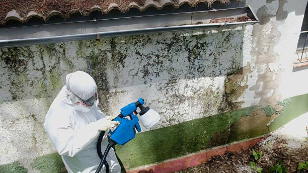 Top rated local Attic Mold Remediation specialists in Cambridge, MD